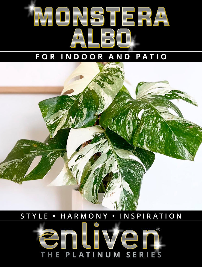 Monstera borsigiana &#39;Albo Variegata&#39; Medium Variegation