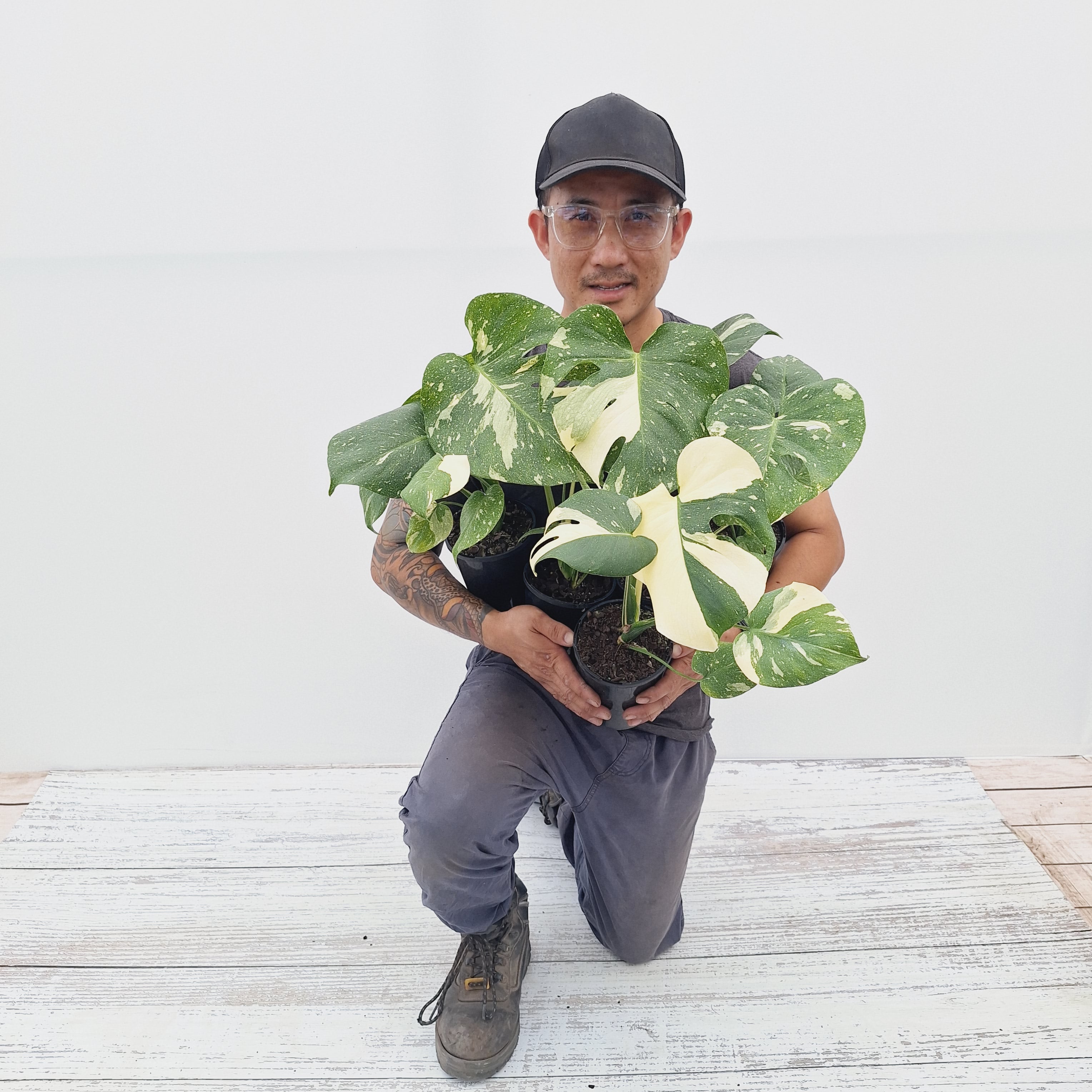 Monstera deliciosa Thai Constellation