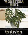 Monstera 'adansonii Mint' - Bare Bottom Baby