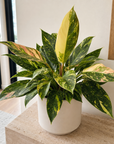 Philodendron Green Congo Variegata (Nuclear)