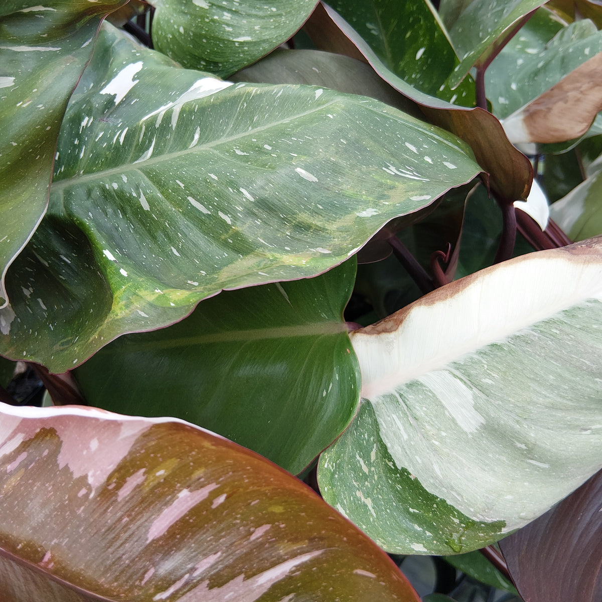 Philodendron erubescens Red Anderson - Perfectly Imperfect