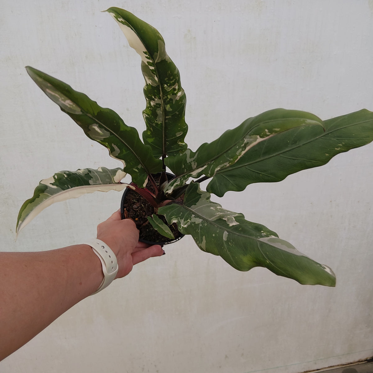 Alocasia lauterbachiana  Variegata