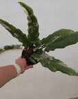 Alocasia lauterbachiana  Variegata