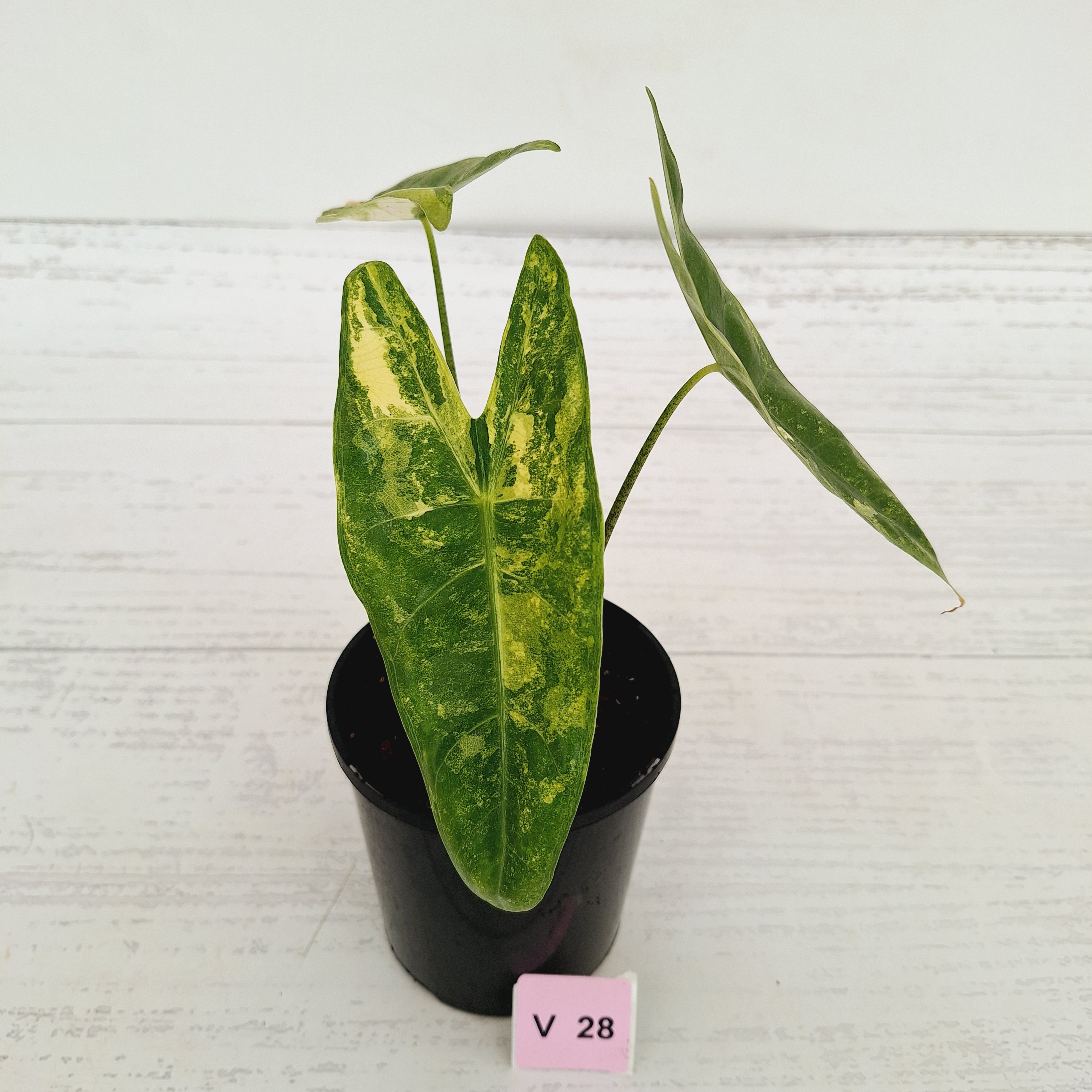 Alocasia  no ID