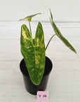 Alocasia  no ID