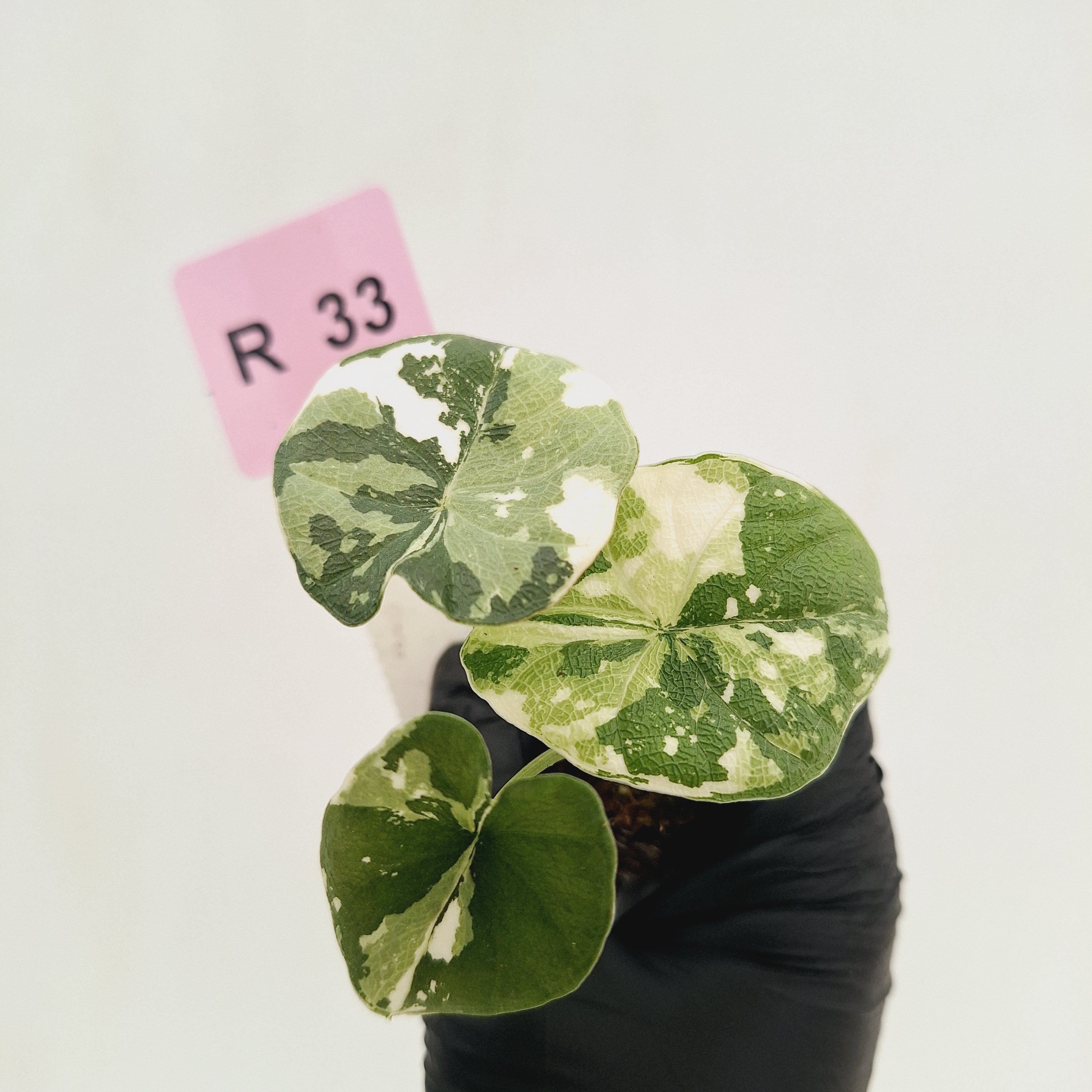 Alocasia melo 'Rhino Skin' Variegata - Bare Bottom Baby