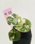 Alocasia melo 'Rhino Skin' Variegata - Bare Bottom Baby