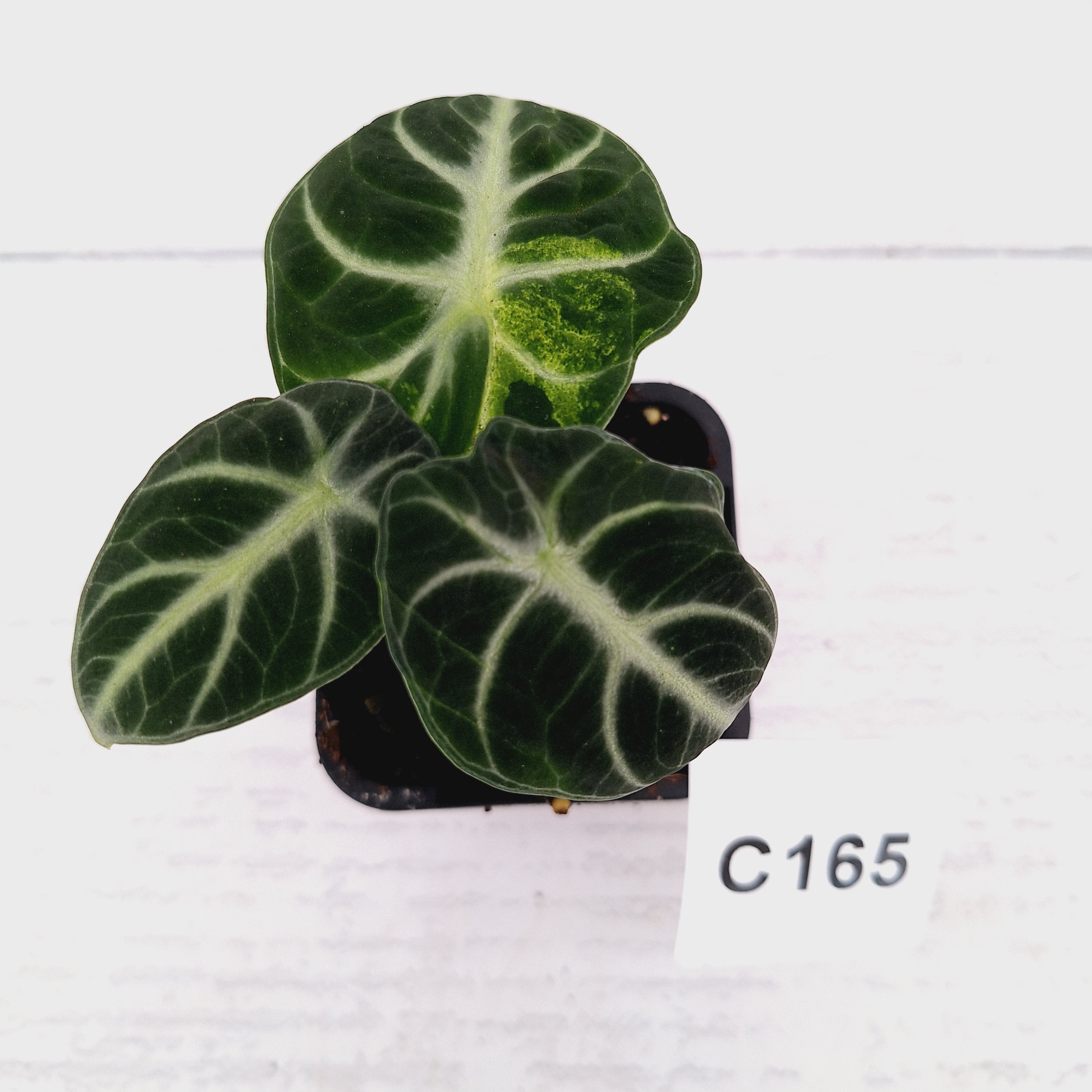 Alocasia reginula 'Ninja Variegata'