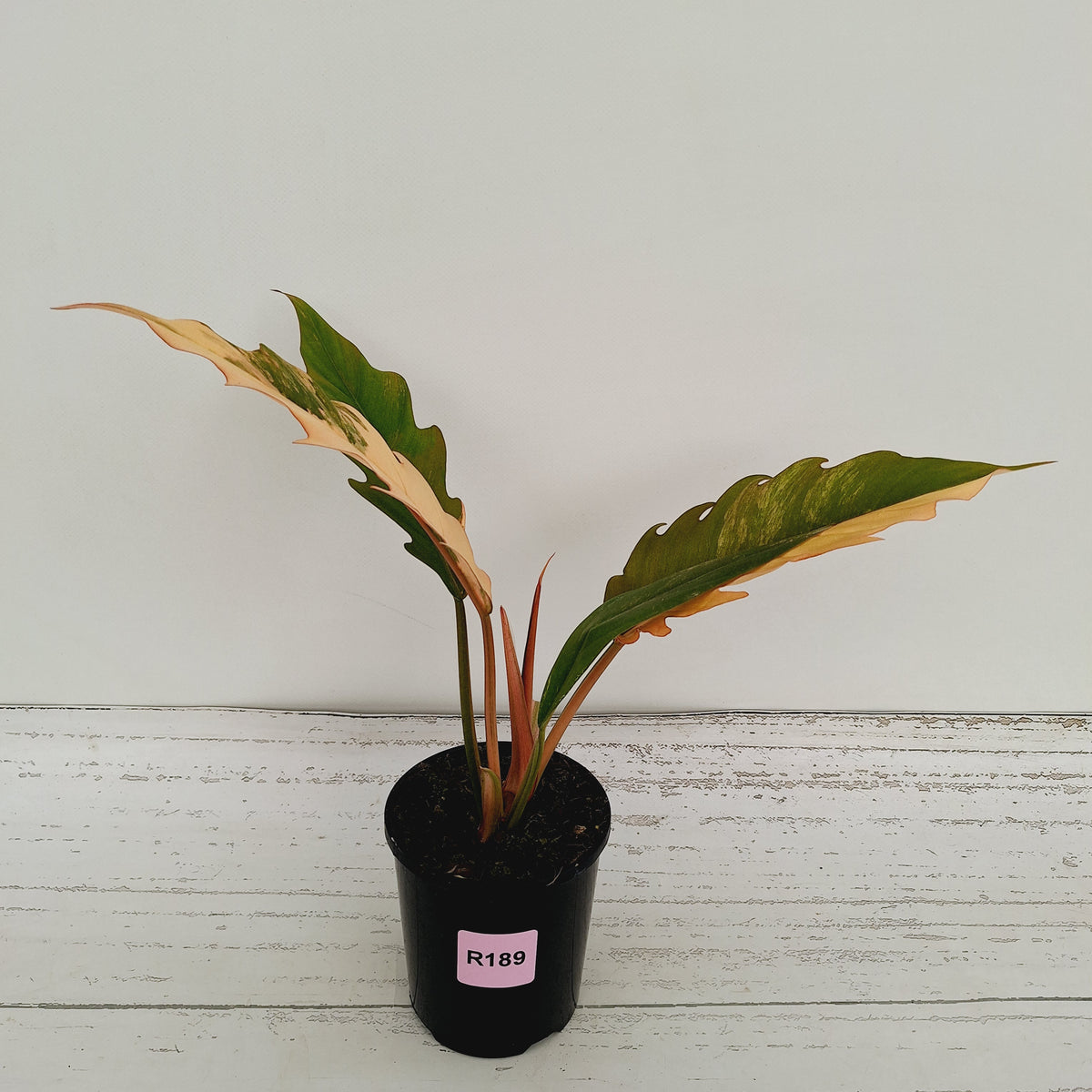 Philodendron serratum 'Caramel Marble'