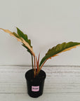 Philodendron serratum 'Caramel Marble'