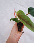 Philodendron squamicaule - Bare Bottom Baby