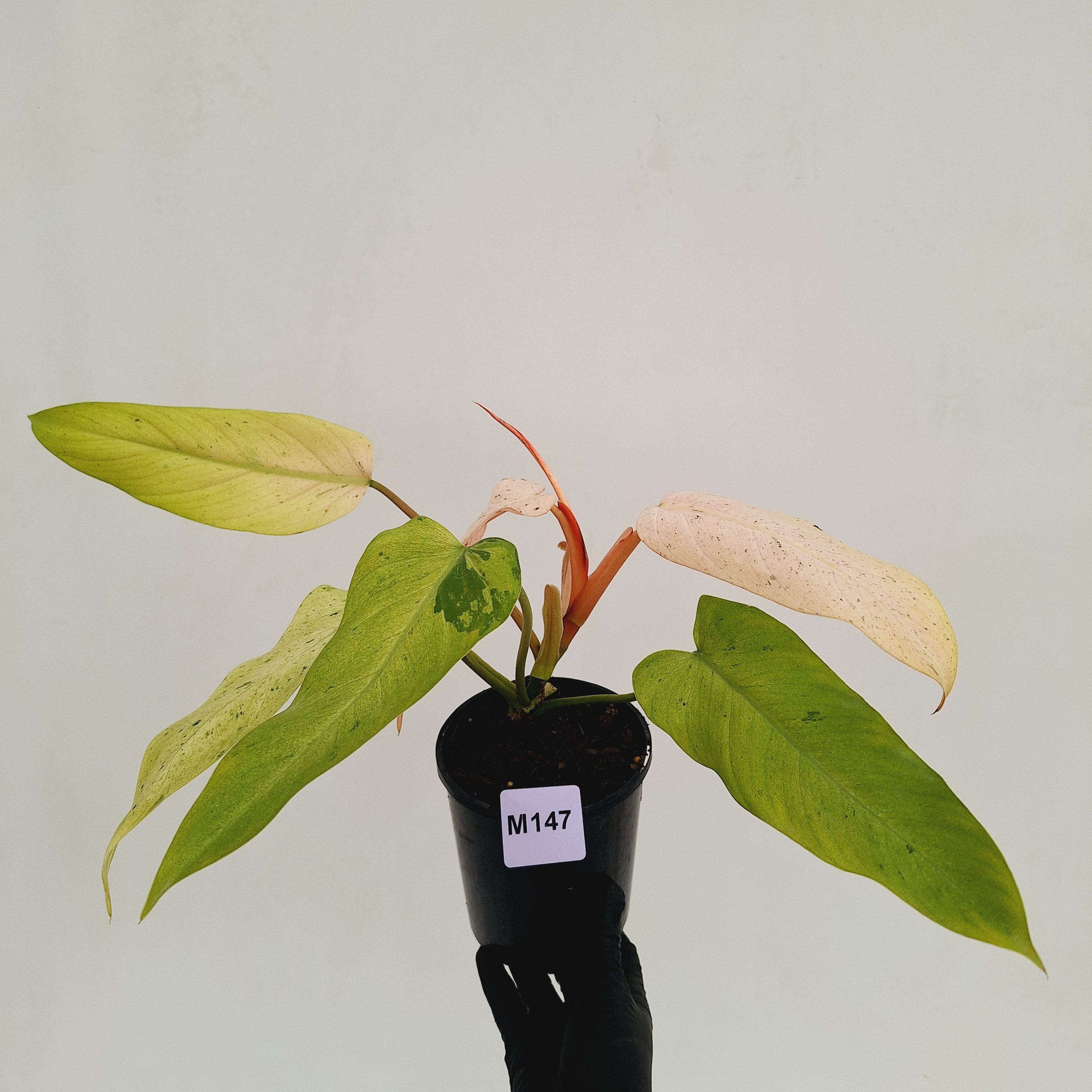 Philodendron  'Whipple Way' SALE