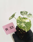 Alocasia melo 'Rhino Skin' Variegata - Bare Bottom Baby