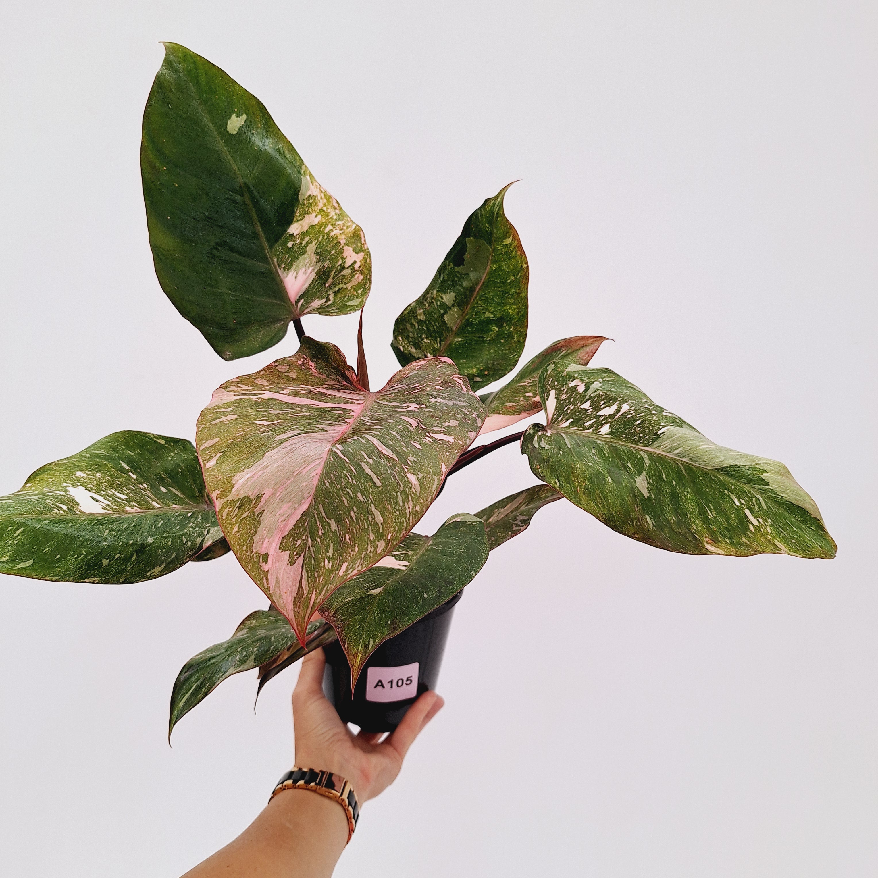 Philodendron 'Pink Princess Galaxy Marble' Sport