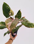 Philodendron 'Pink Princess Galaxy Marble' Sport