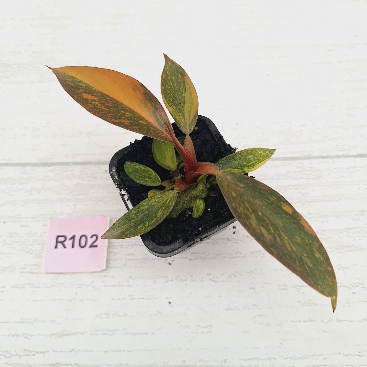 Philodendron 'Orange Princess' 70mm
