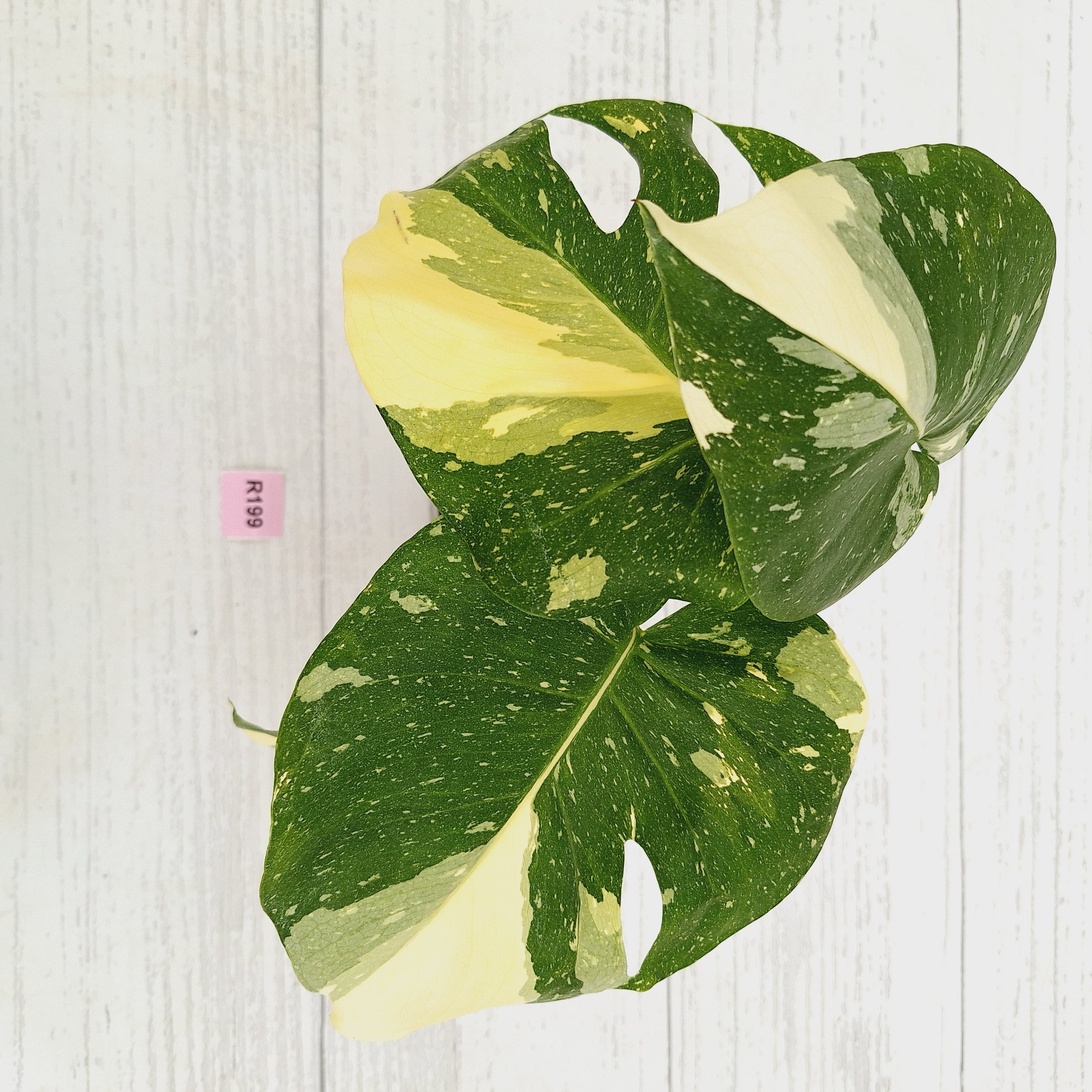 Monstera deliciosa 'Thai Constellation'