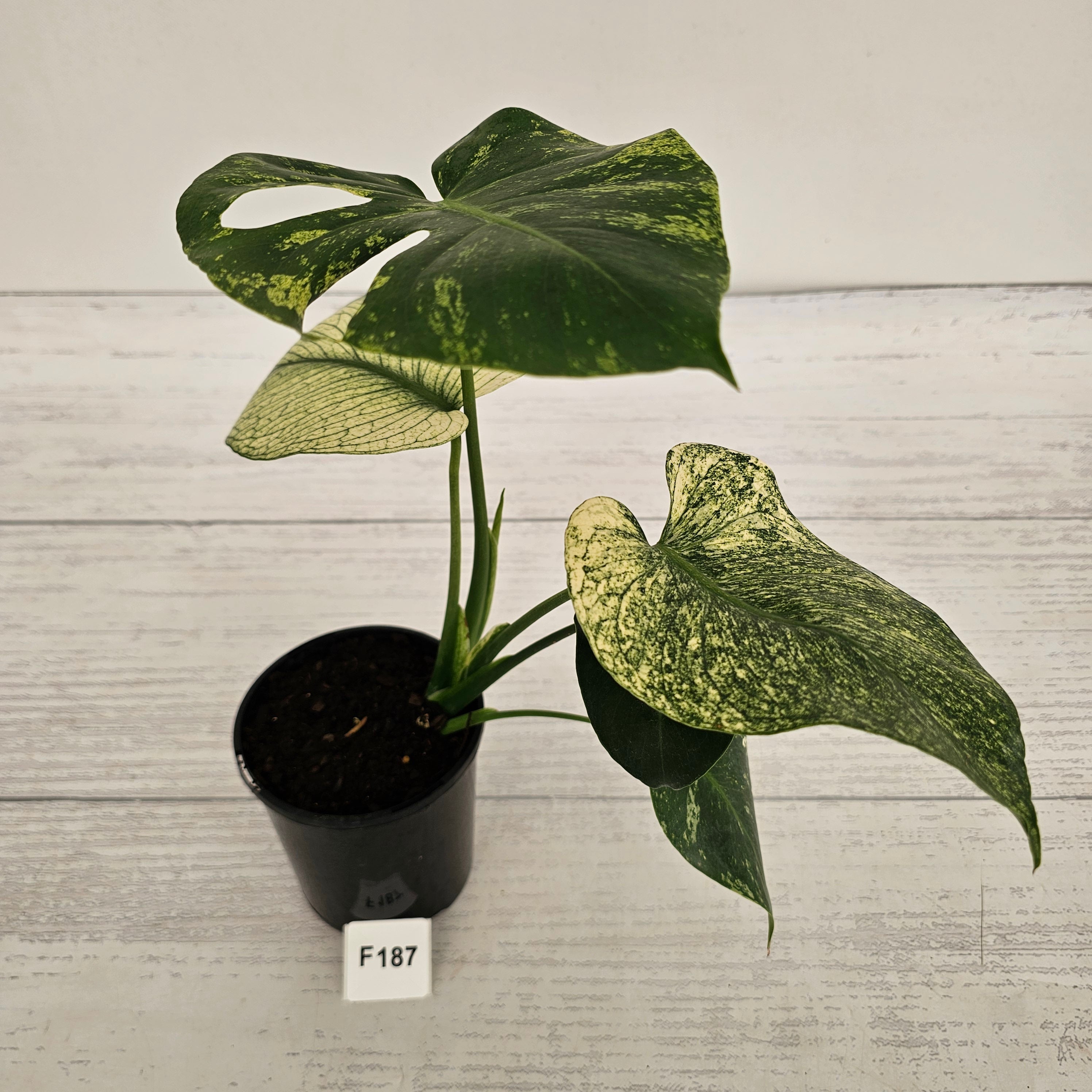 Monstera Deliciosa 'Mint' – Enliven Plants