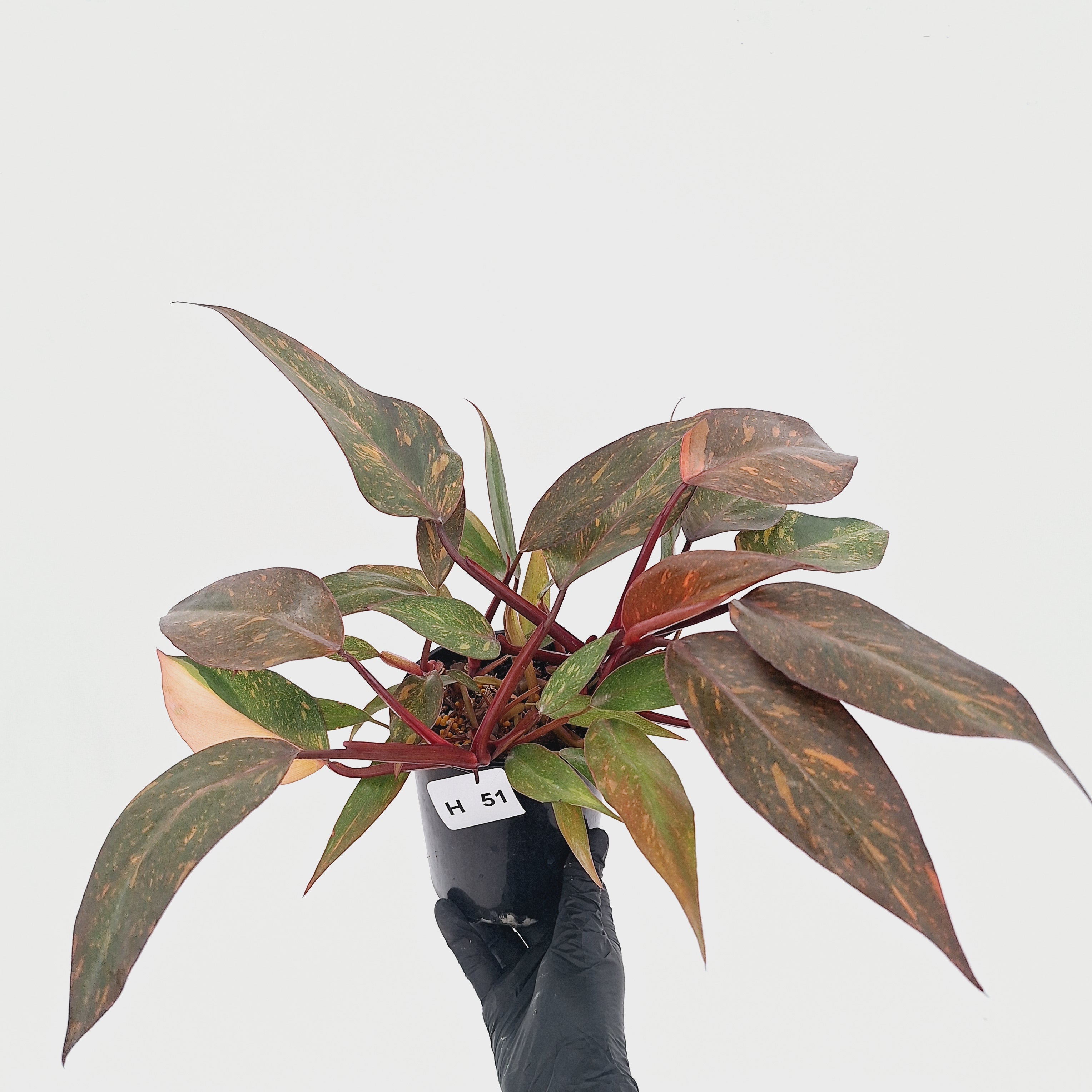 Philodendron 'Orange Princess' - FLASH SALE