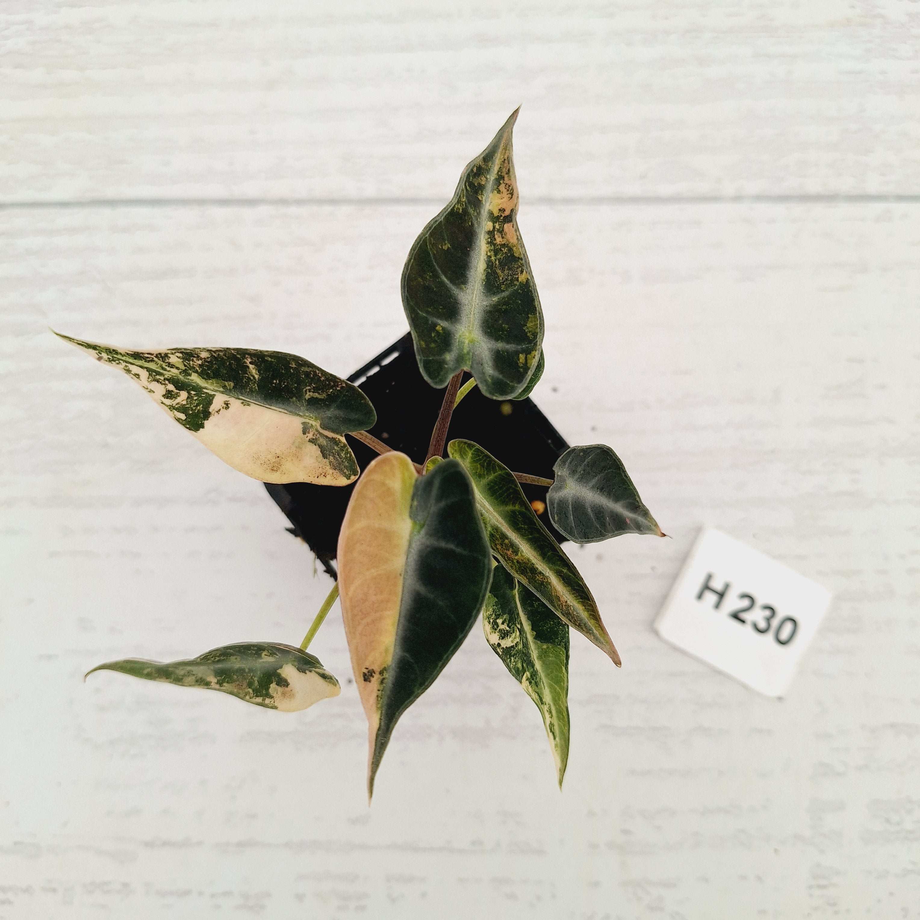 Alocasia Amazonica  bambino Variegata