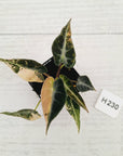 Alocasia Amazonica  bambino Variegata