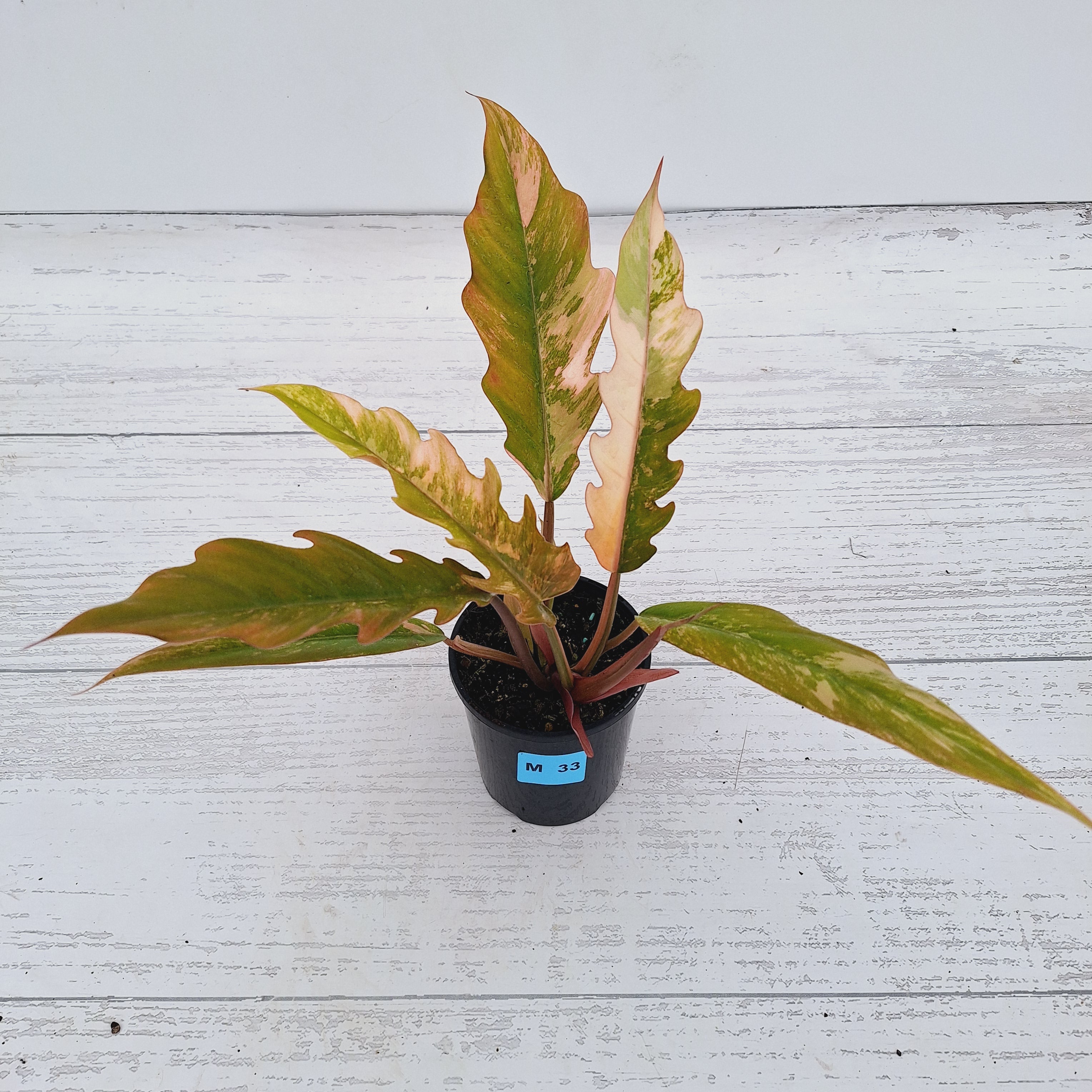 Philodendron serratum Caramel Marble
