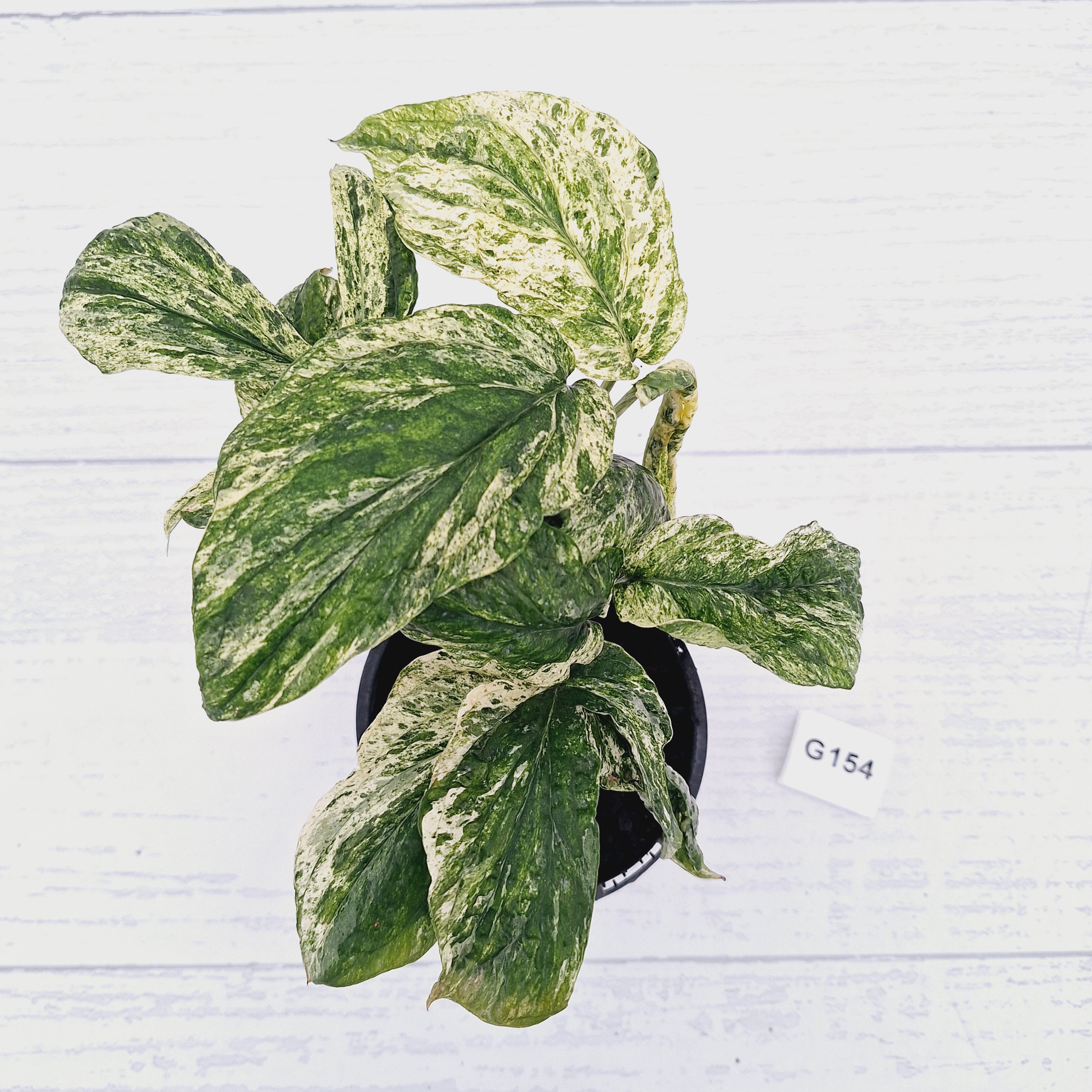 Amydrium medium Variegata