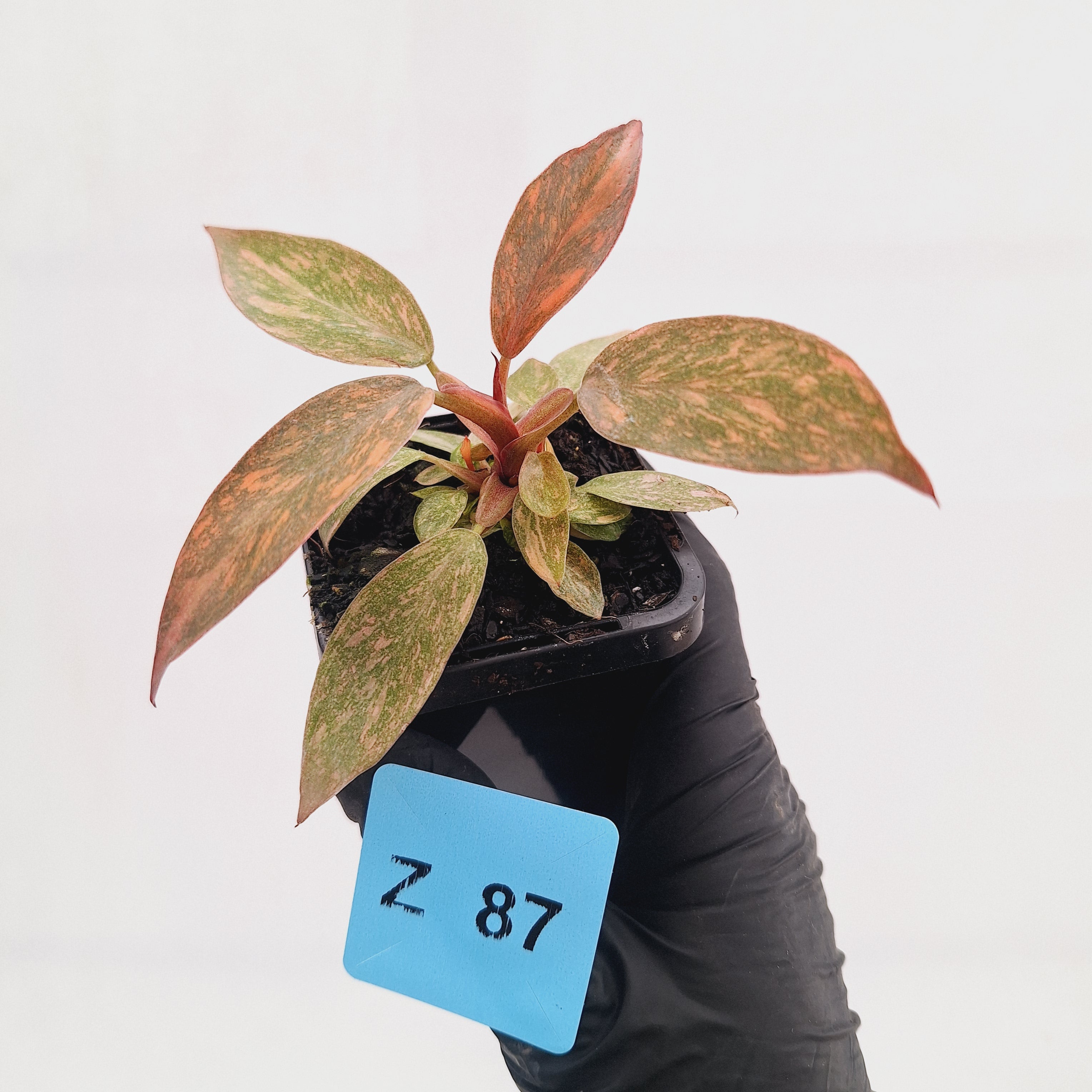 Philodendron 'Orange Princess'