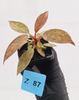 Philodendron 'Orange Princess'