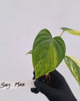 Homalomena rubescens Variegata - Bare Bottom Baby