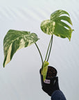 Monstera deliciosa Variegata