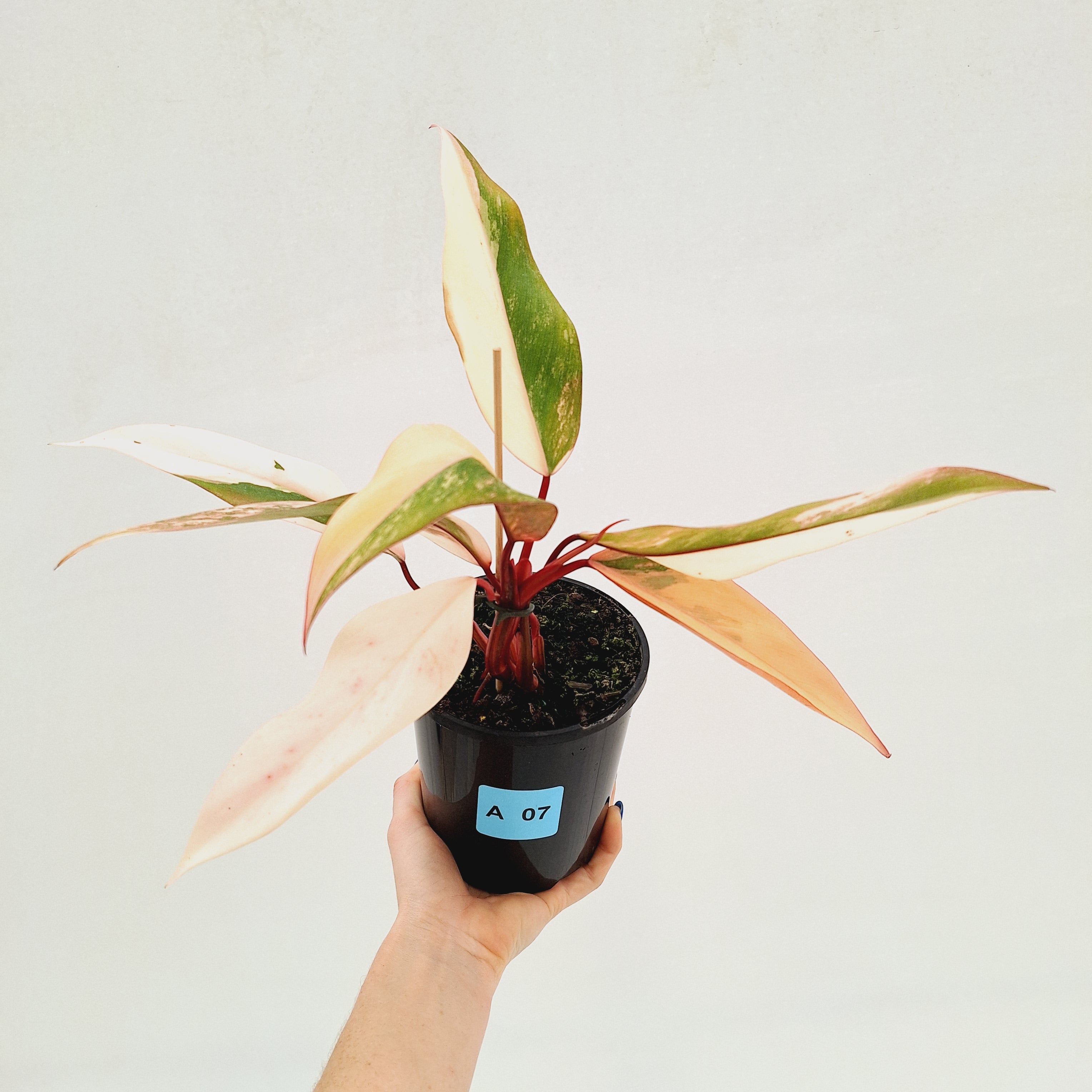 Philodendron erubescens Strawberry Shake - SALE