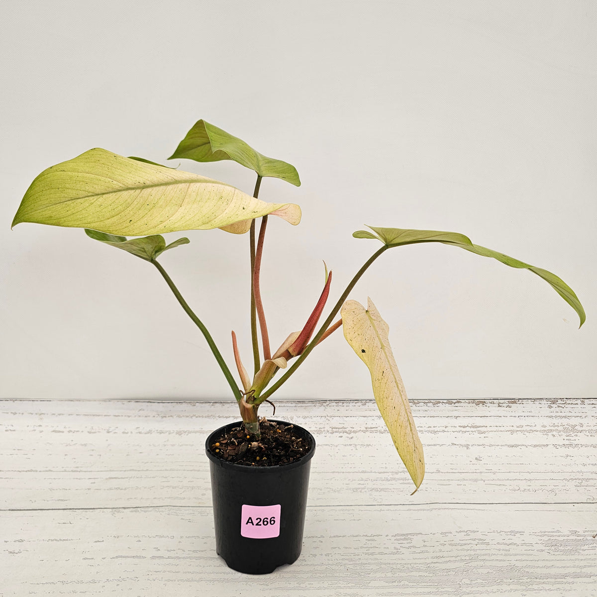 Philodendron  'Whipple Way' SALE