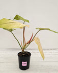 Philodendron  'Whipple Way' SALE