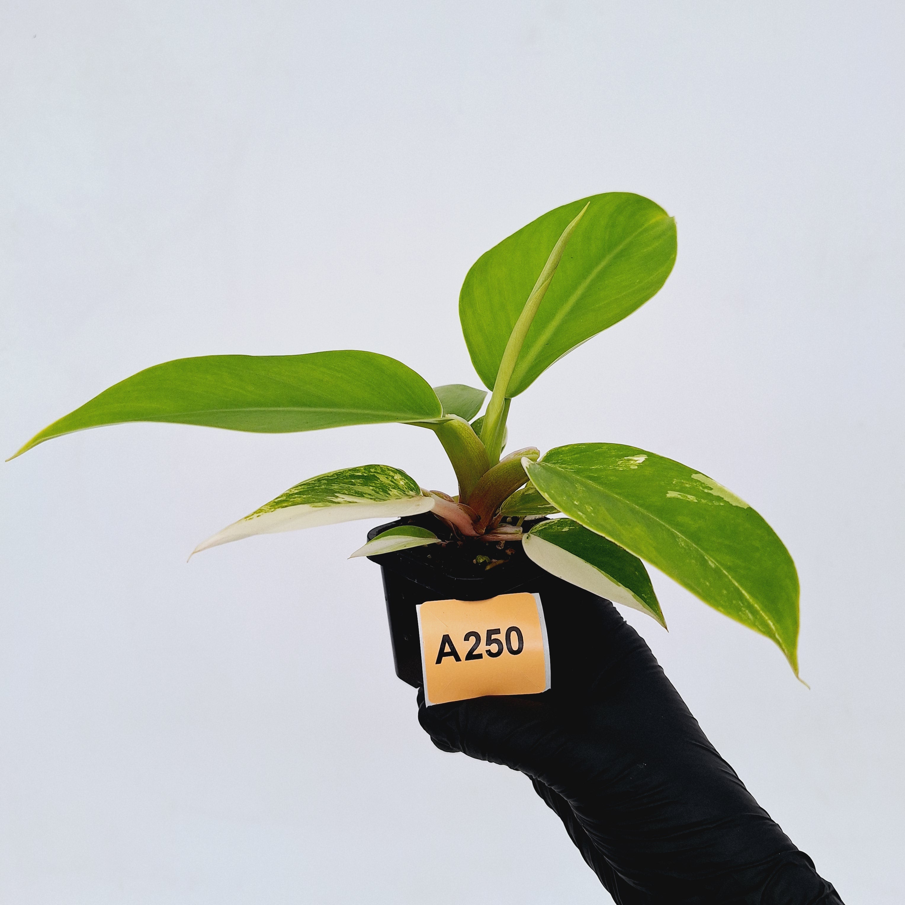 Philodendron imperial green variegata