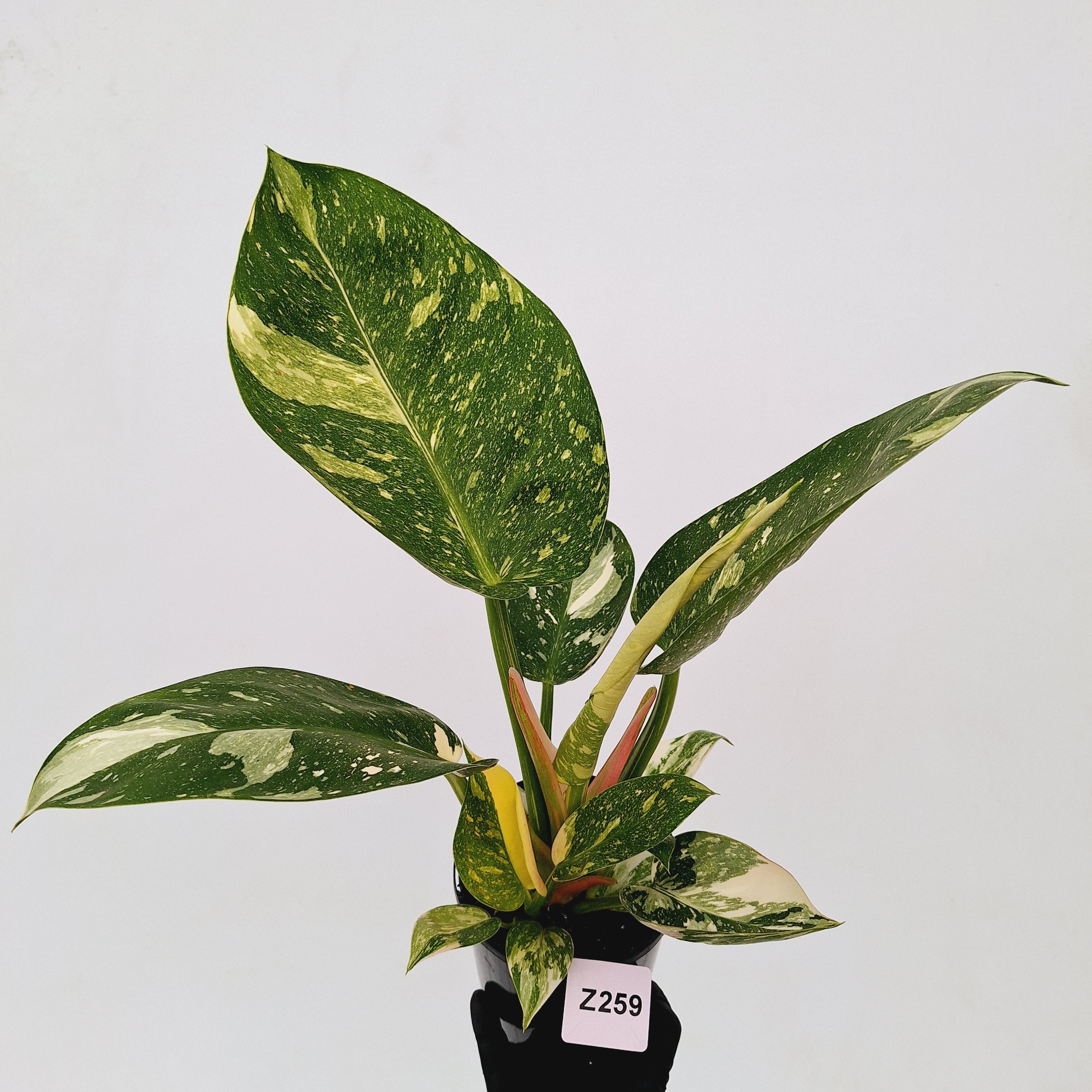 Philodendron Green Congo Variegata (Nuclear)