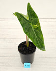 Alocasia  no ID