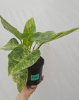 Philodendron giganteum Blizzard - SALE