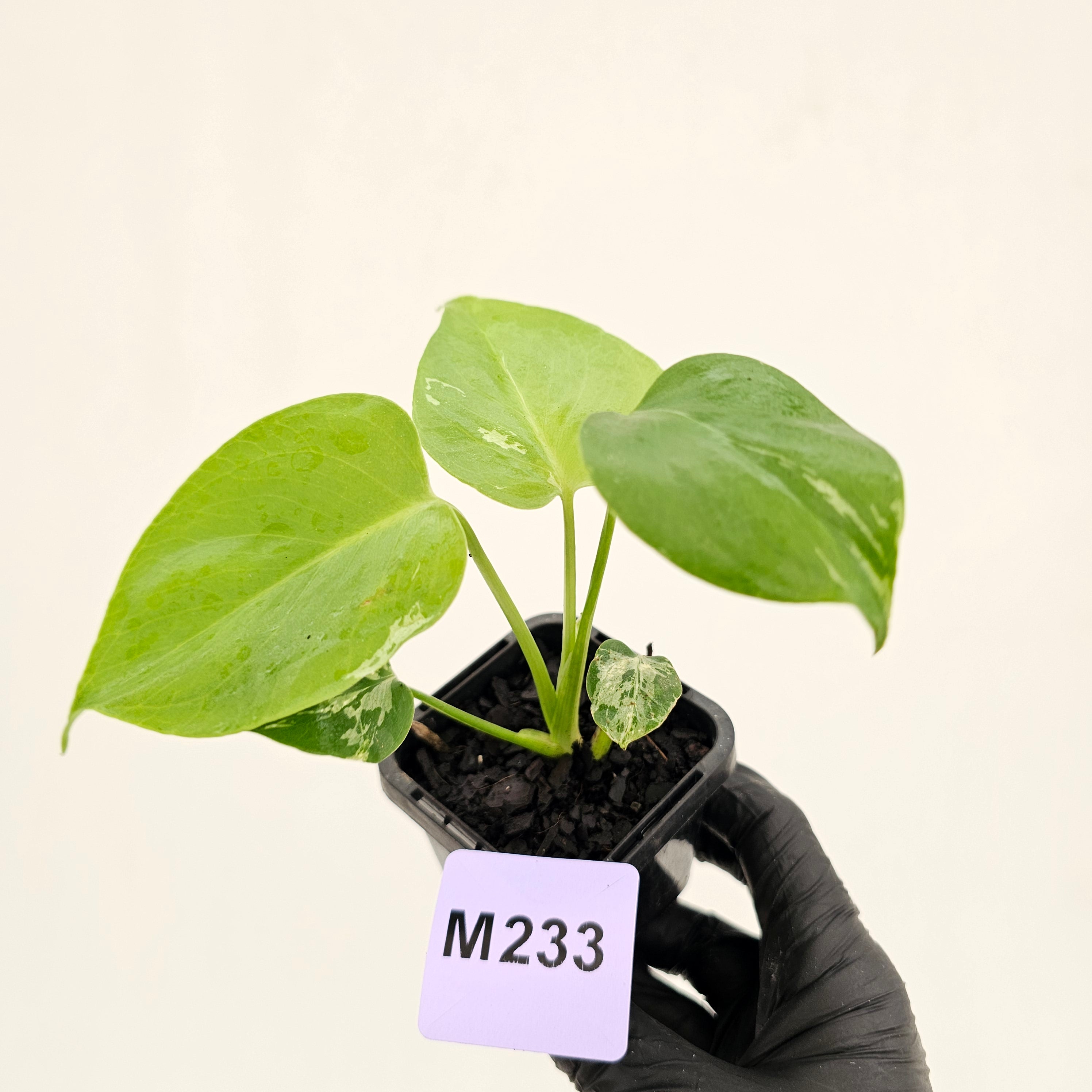 Monstera Deliciosa 'Bulbasaur' - 70mm