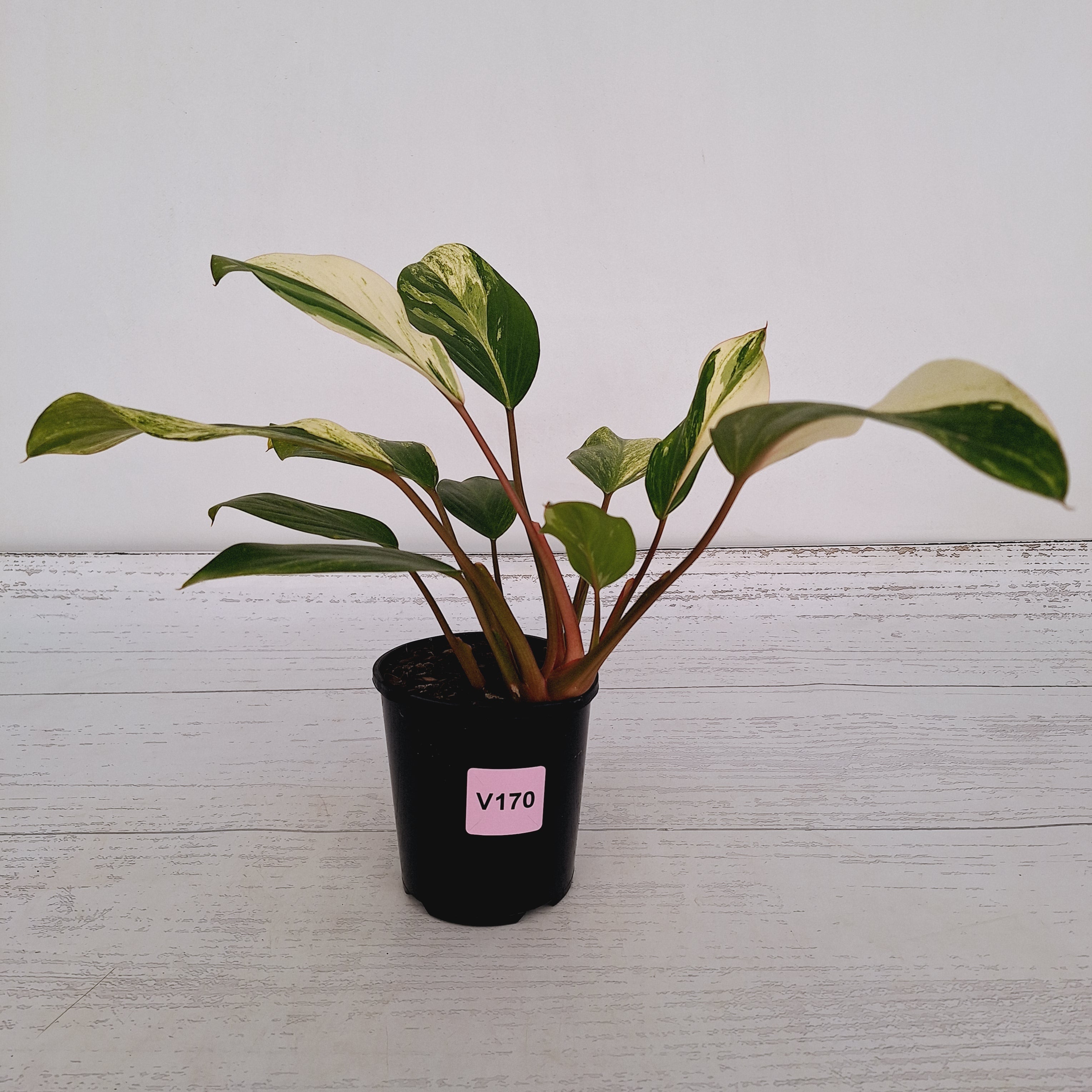 Homalomena Tropical Green Variegata -sale