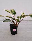 Homalomena Tropical Green Variegata -sale