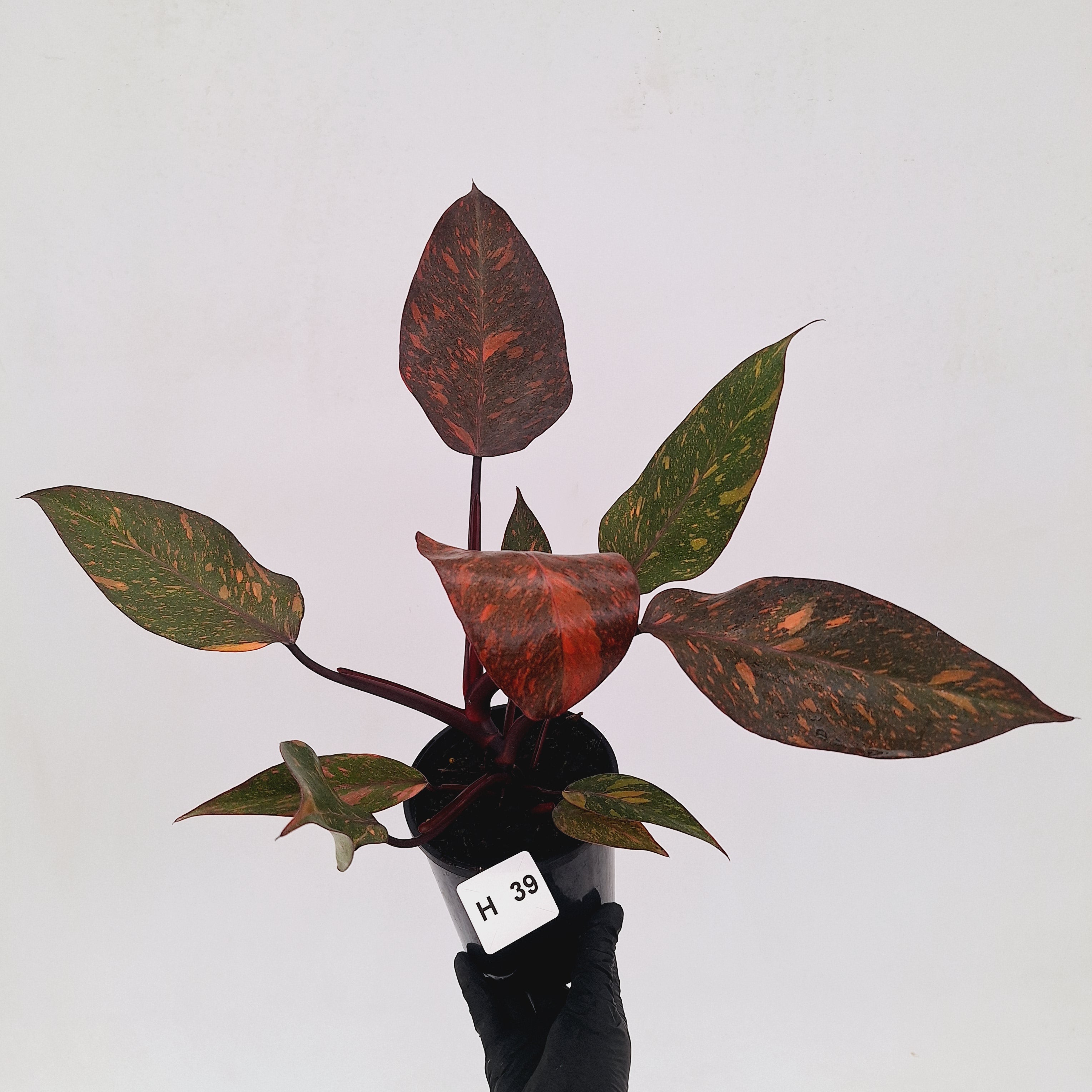 Philodendron 'Orange Princess' - FLASH SALE