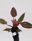 Philodendron 'Orange Princess' - FLASH SALE