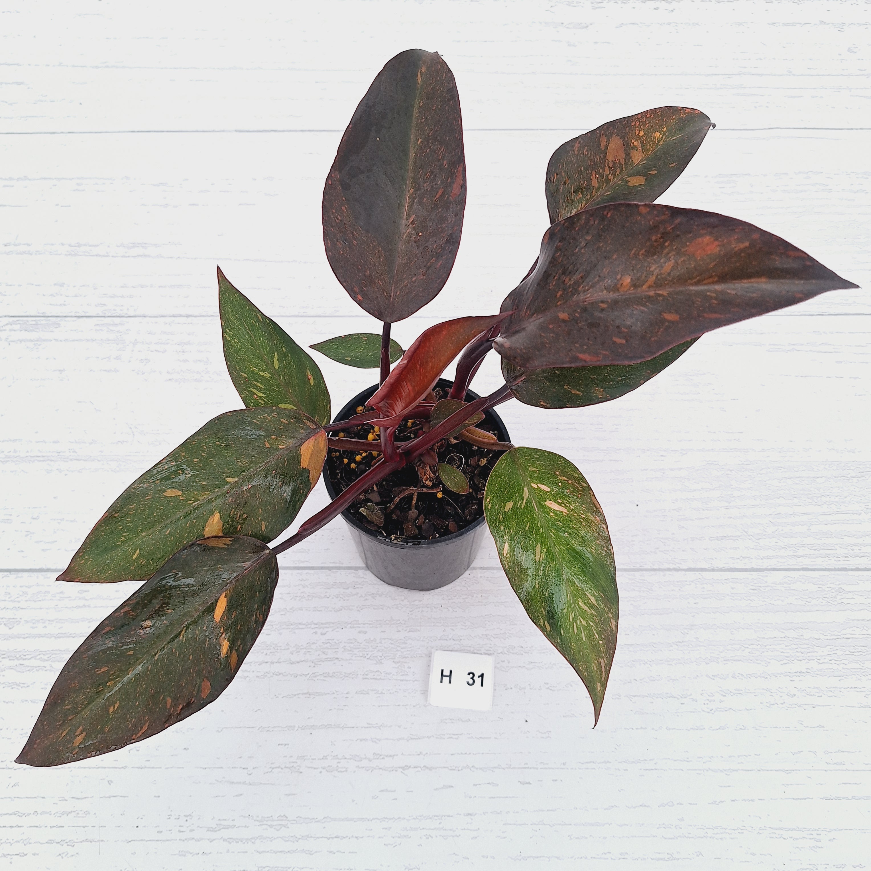 Philodendron 'Orange Princess' - FLASH SALE