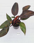 Philodendron 'Orange Princess' - FLASH SALE