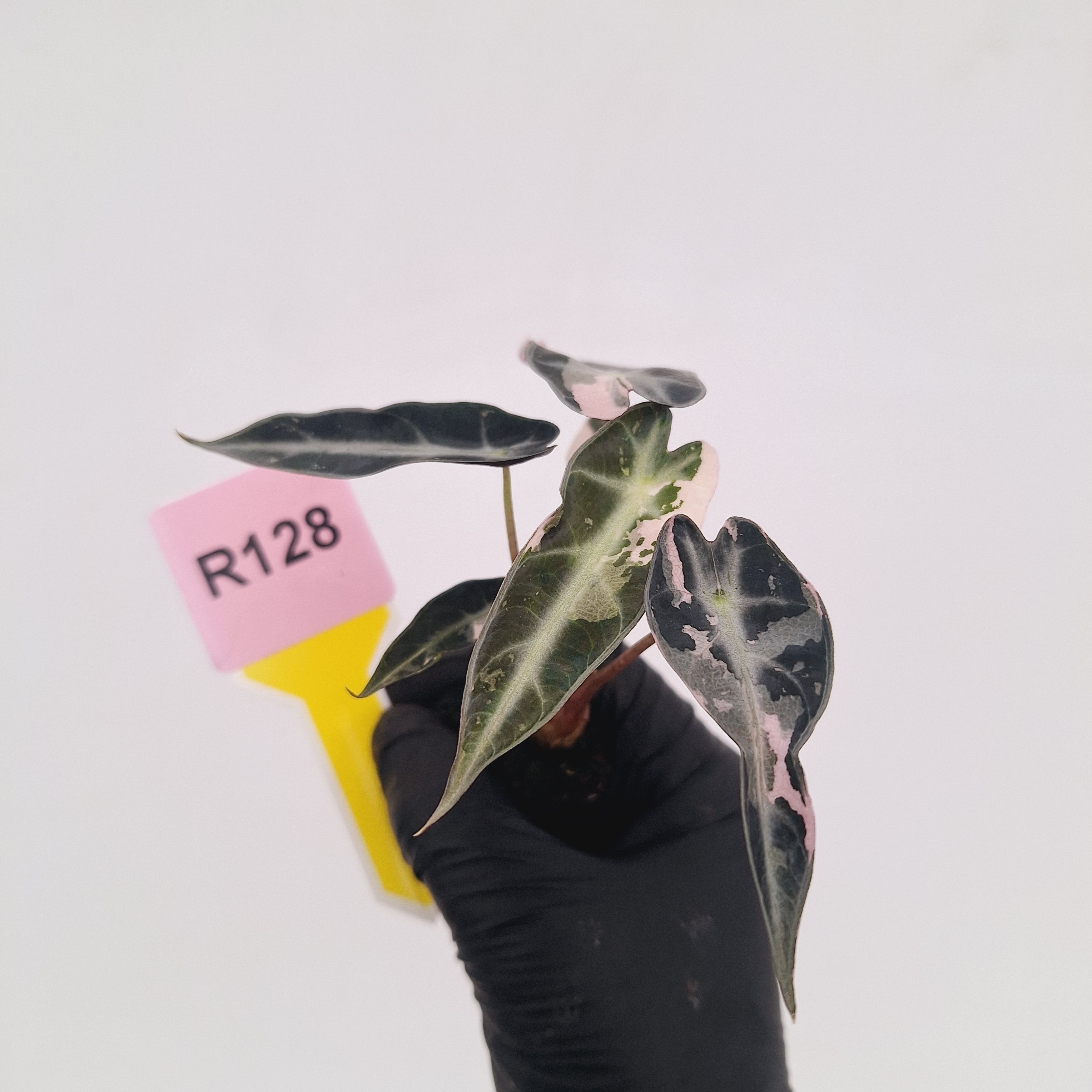 Alocasia Amazonica bambino Variegata - Bare Bottom Baby