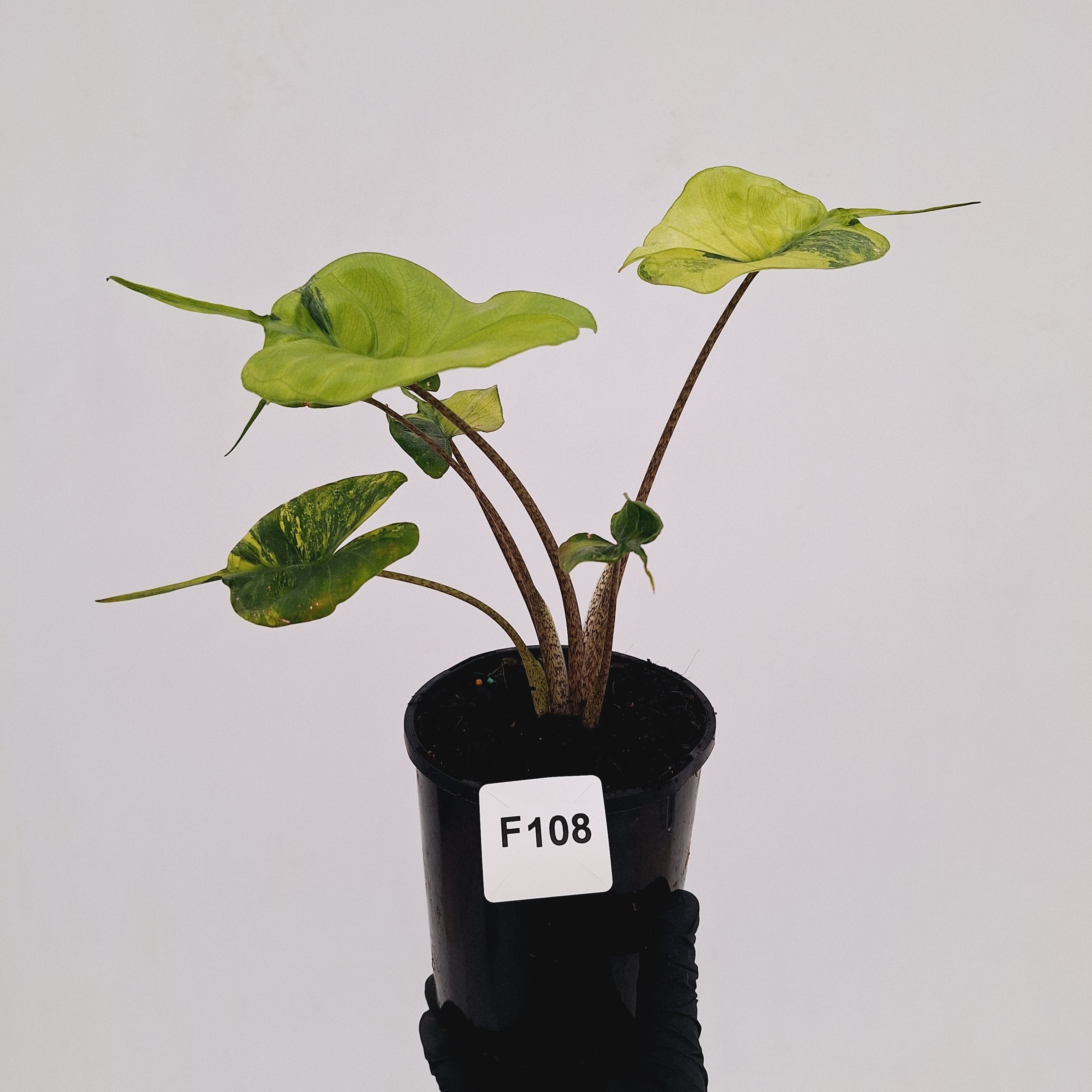 Alocasia macrorrhizos 'Stingray Aurea' Variegata