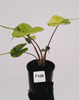 Alocasia macrorrhizos 'Stingray Aurea' Variegata