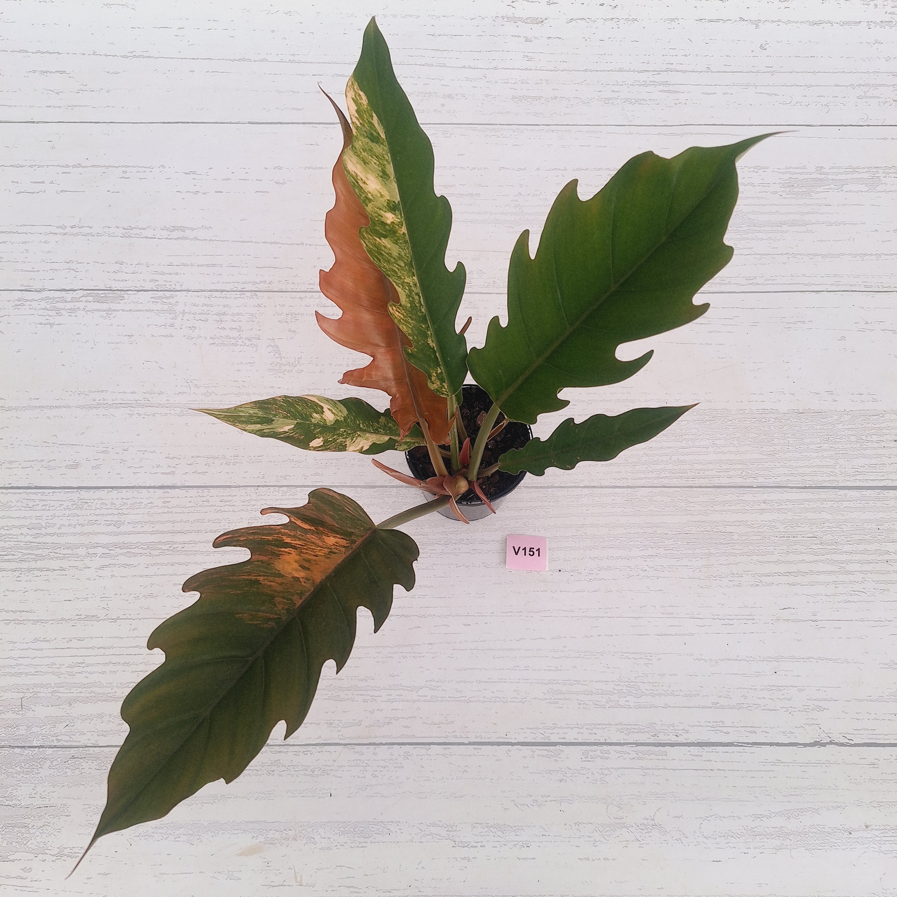 Philodendron serratum Caramel Marble