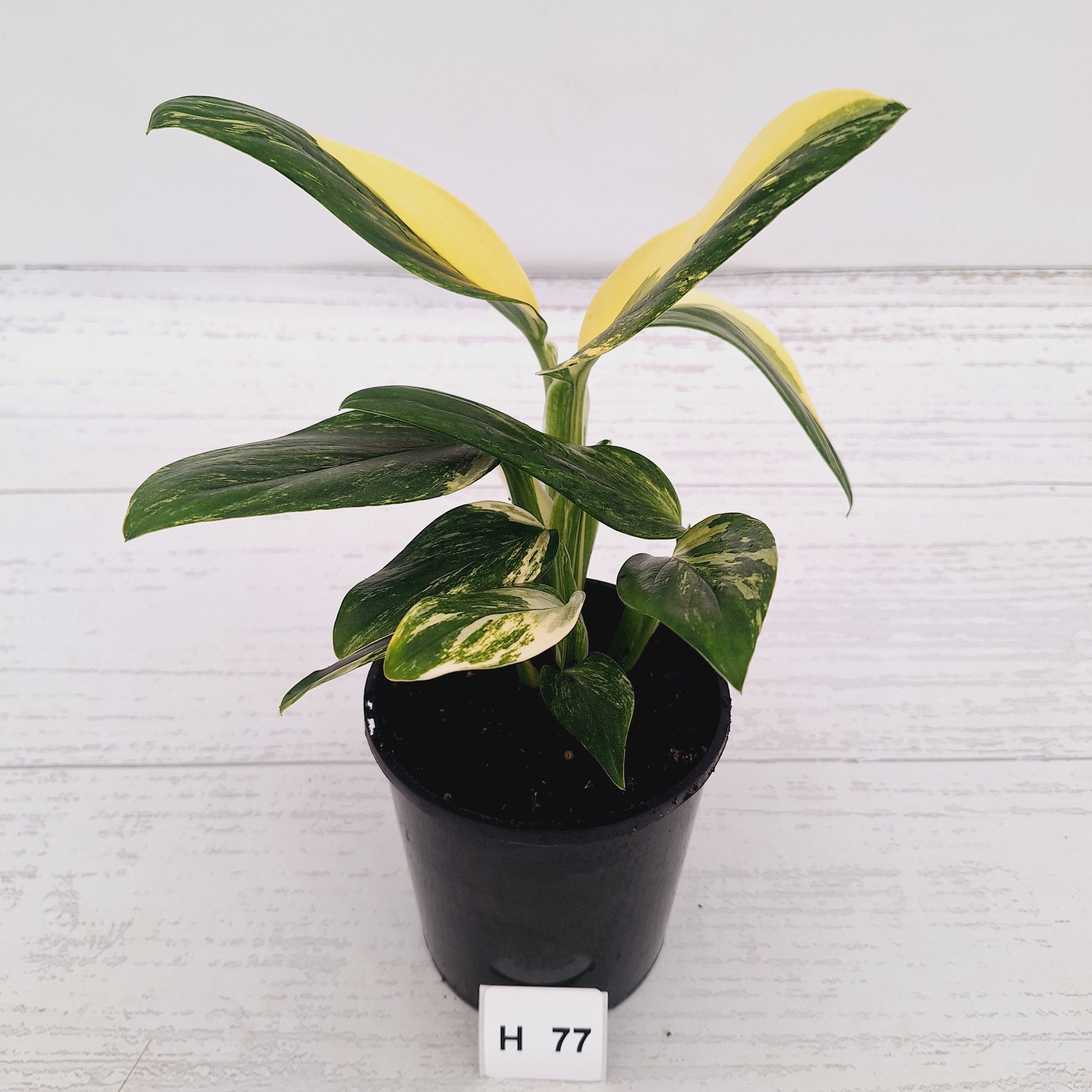 Monstera standleyana 'Cobra' - SALE